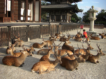 奈良公園 興福寺 08年8月