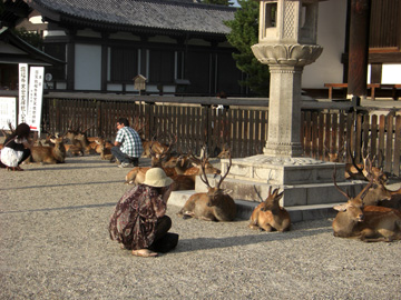 奈良公園 興福寺 鹿 08年8月