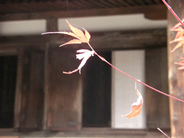 円成寺200811