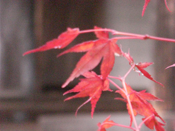 円成寺200811