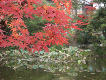 円成寺200811