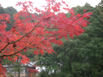円成寺200811