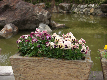 馬見丘陵公園 2009年4月