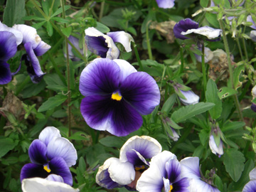 馬見丘陵公園 2009年4月