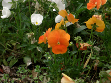 馬見丘陵公園 2009年4月
