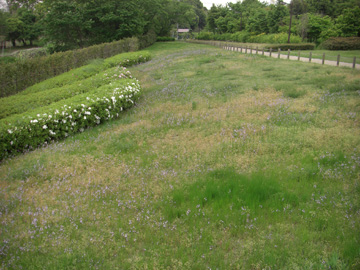 馬見丘陵公園 2009年4月