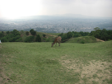 若草山山頂より