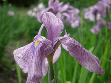 大和民俗公園 2009年6月