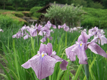 大和民俗公園 2009年6月