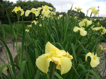 大和民俗公園 2009年6月