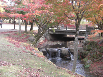 奈良公園 11月 紅葉