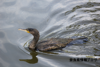 世界遺産 奈良公園 東大寺 鏡池