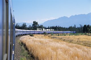 BlueTrainSA_train_320C.jpg