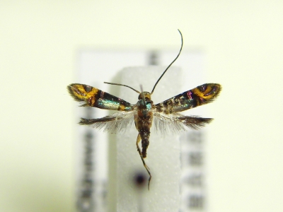 Epicroesa sp.