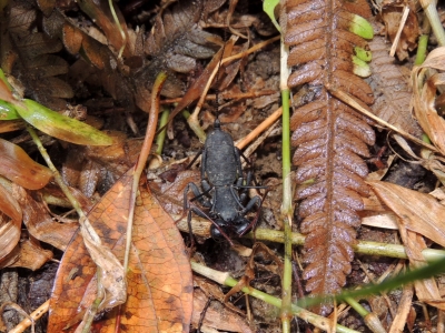 タイワンサソリモドキ