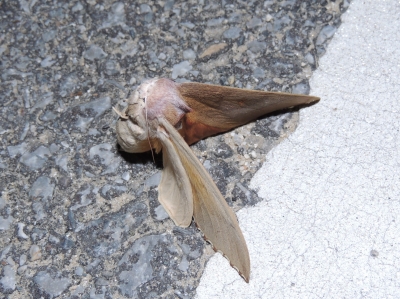 セダカシャチホコ