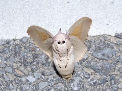 セダカシャチホコ