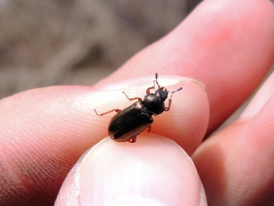 ニシコルリクワガタ♀