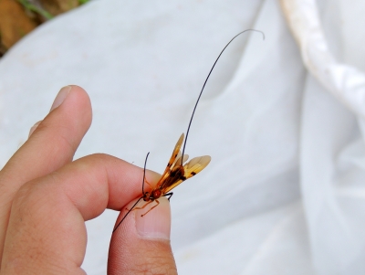 ウマノオバチ