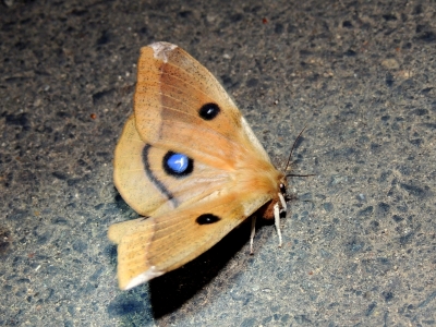 エゾヨツメ♀
