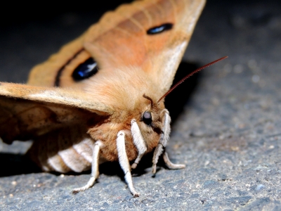 エゾヨツメ♀