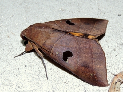 キシタアシブトクチバ