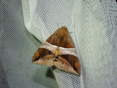 キシタアシブトクチバ