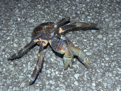 ヤシガニ