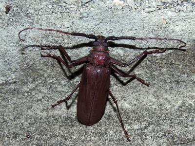 コゲチャトゲフチオオウスバカミキリ