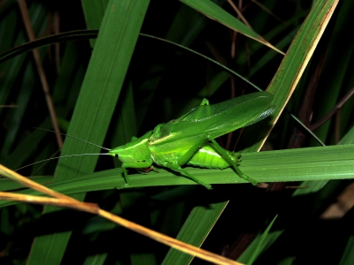 カヤキリ