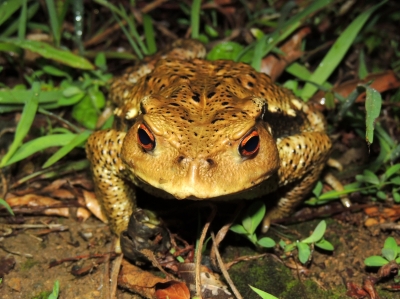 ニホンヒキガエル