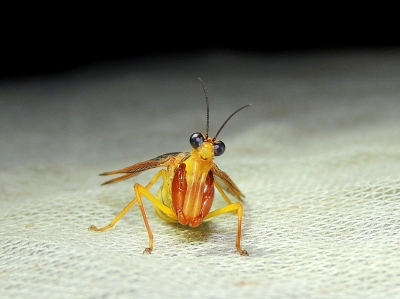 キカマキリモドキ
