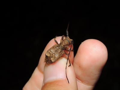 ダイセンセダカコブヤハズカミキリ♀