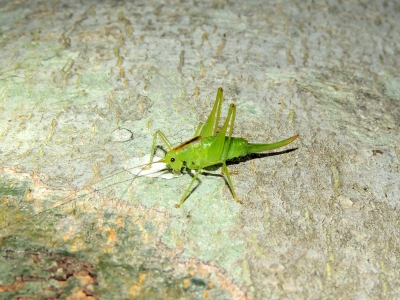 ダイセンササキリモドキ