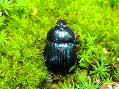 ヤクルリセンチコガネ