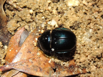 ヤクルリセンチコガネ