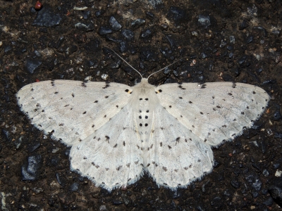 ウスゴマダラエダシャク♀