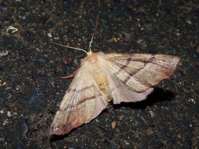 カバエダシャク♀