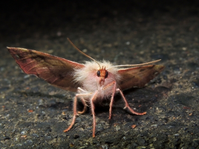 カバエダシャク♀