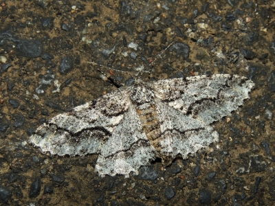 チャエダシャク♀