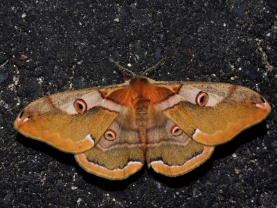 ヒメヤママユ♀