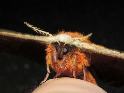 ヒメヤママユ♀