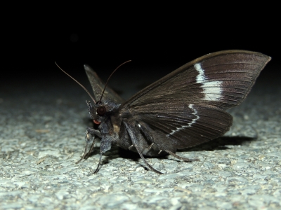 サビモンルリオビクチバ