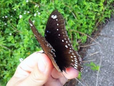 リュウキュウムラサキ