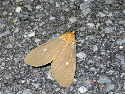 キシタヒトリモドキ