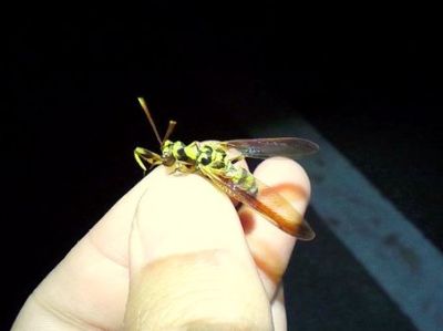 オオイクビカマキリモドキ