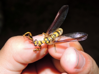 オオイクビカマキリモドキ