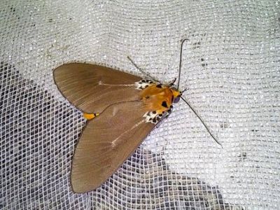 シロスジヒトリモドキ