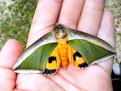 キマエコノハ