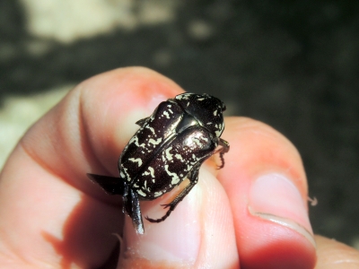 イシガキシロテンハナムグリ